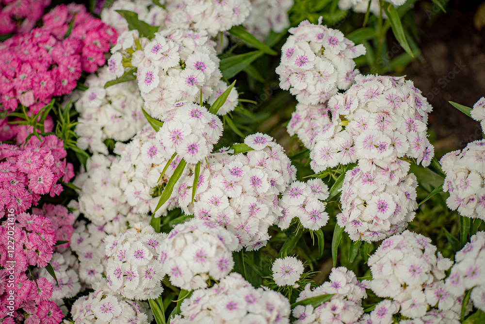 Colorful Dianthus chinensis flowers blooming in the garden. Colorful Dianthus chinensis flowers blooming in the garden.