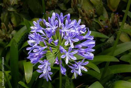 Fotografía Agapanthus africanus blue, Madeira, Portugal