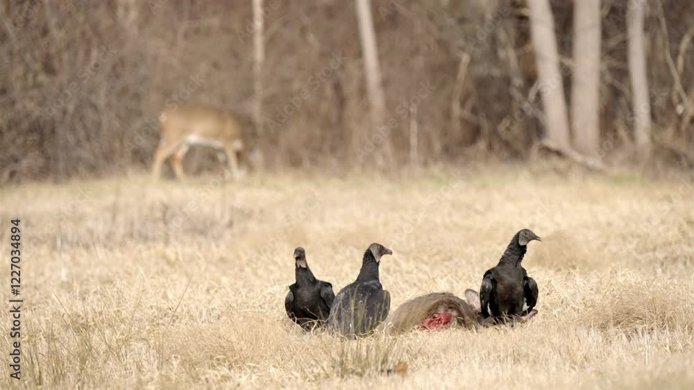 Scavenger turkey vultures eating a deer carcass, near a female deer eating grass, slow motion Scavenger turkey vultures eating a deer carcass, near a female deer eating grass, slow motion