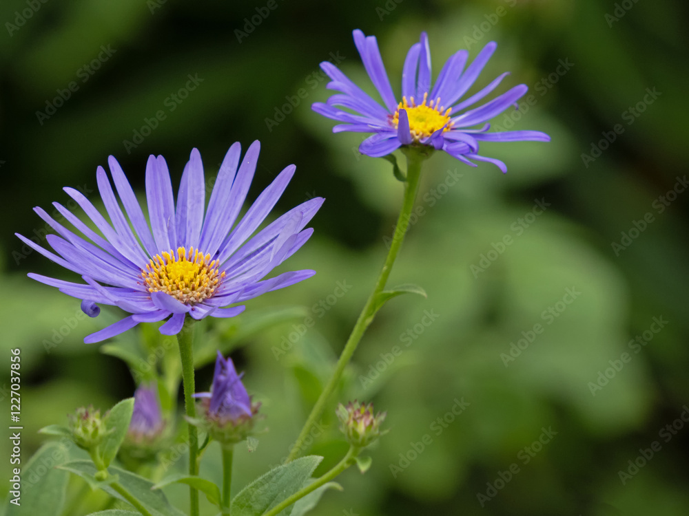 Fototapeta premium Nahaufnahme des violett blauen Blütenstandes der Frikarts Aster Mönch, Aster x frikartii 'Mönch'