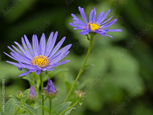 Nahaufnahme des violett blauen Blütenstandes der Frikarts Aster Mönch, Aster x frikartii 'Mönch'