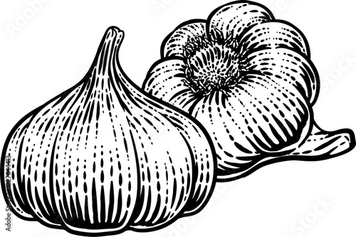 Garlic vegetable illustration in a vintage retro woodcut etching style.