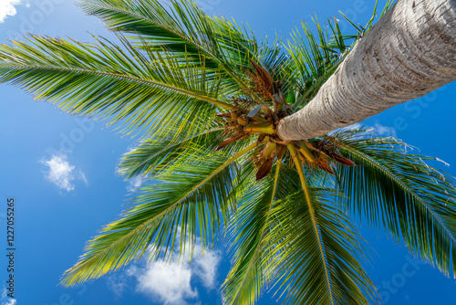 Looking up at palm tree, view from below lying on a caribbean beach, tropical dream travel, Saint Martin island photo