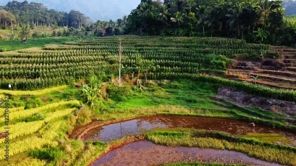 aerial panorama of agrarian rice fields landscape in the village of kendal Central Java, like a terraced rice fields in ubud Bali ASIA Indonesia aerial panorama of agrarian rice fields landscape in the village of kendal Central Java, like a terraced rice fields in ubud Bali ASIA Indonesia