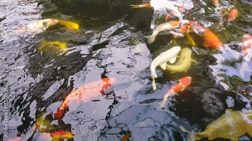 Koi fish. Koi fish pond. Beautiful koi fish. The scientific name of koi fish is Cyprinus rubrofuscus. photo