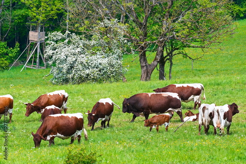 Pinzgauer Rinder auf der Weide