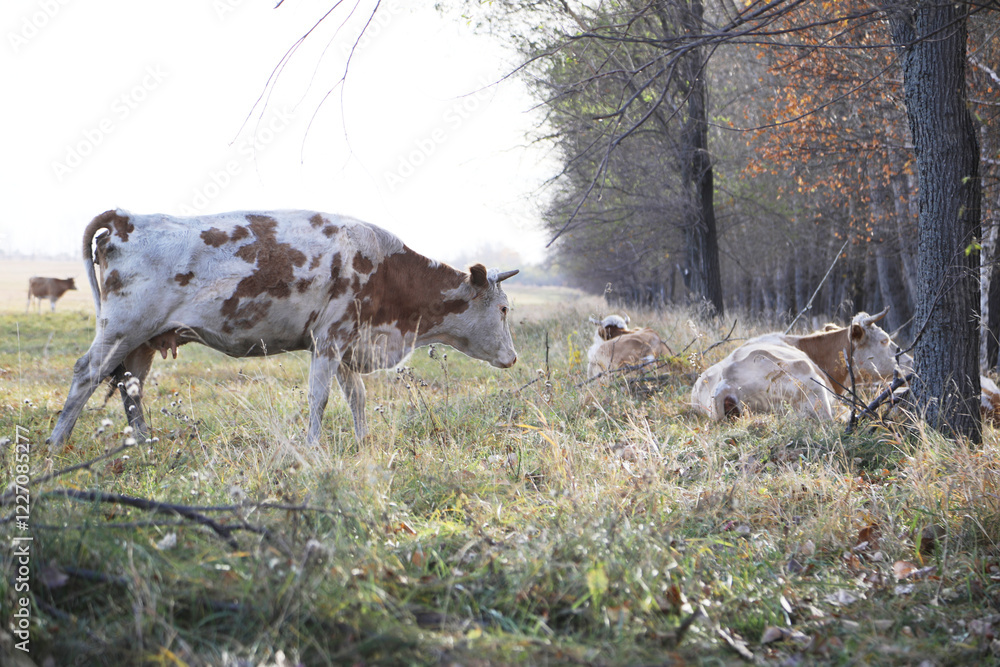 Portrait of a herd of cows grazing in a field Portrait of a herd of cows grazing in a field