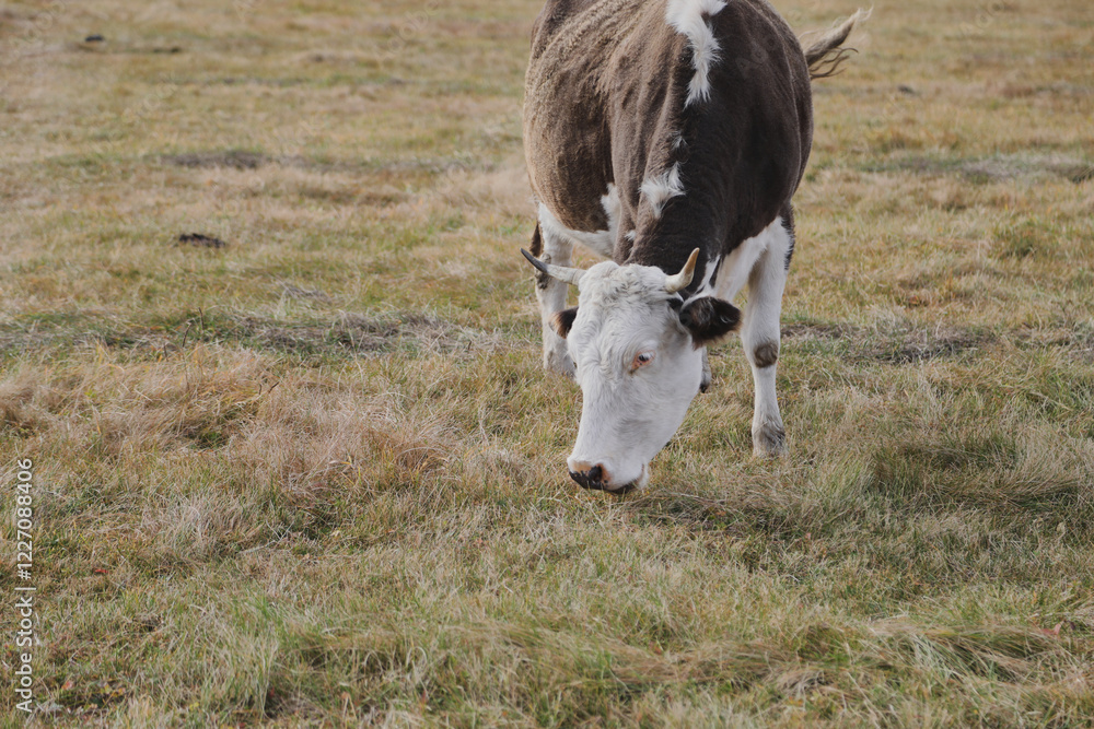 Portrait of a brown-white cow grazing on a meadow Portrait of a brown-white cow grazing on a meadow