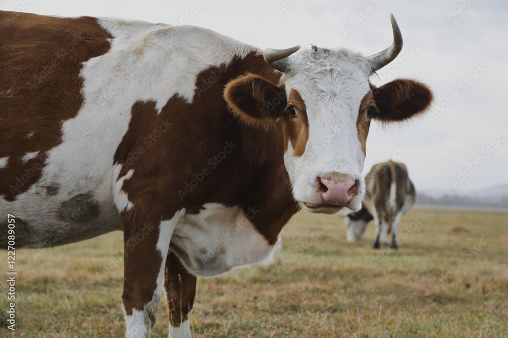Portrait of a brown-white cow grazing on a meadow Portrait of a brown-white cow grazing on a meadow