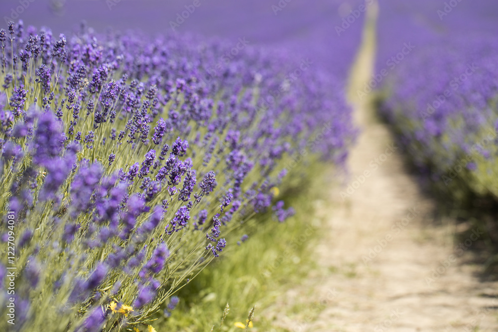 Obraz premium Landscape on a lavender field in New Zealand. 