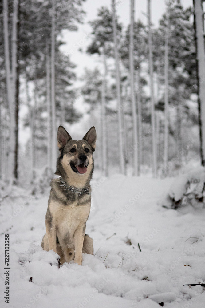 Naklejka premium dog in snow. dog in a snowy forest