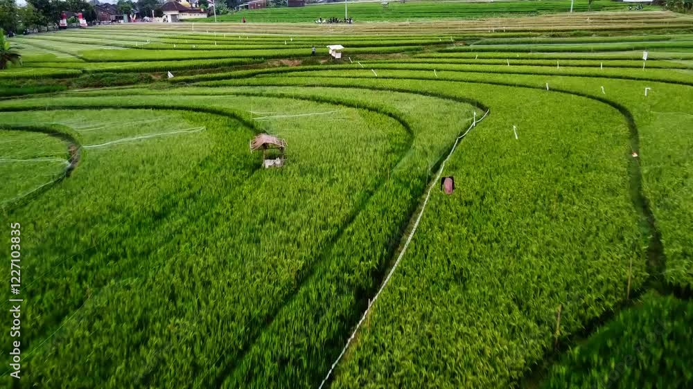 aerial panorama of agrarian rice fields landscape in the village of kendal Central Java, like a terraced rice fields in ubud Bali ASIA Indonesia aerial panorama of agrarian rice fields landscape in the village of kendal Central Java, like a terraced rice fields in ubud Bali ASIA Indonesia