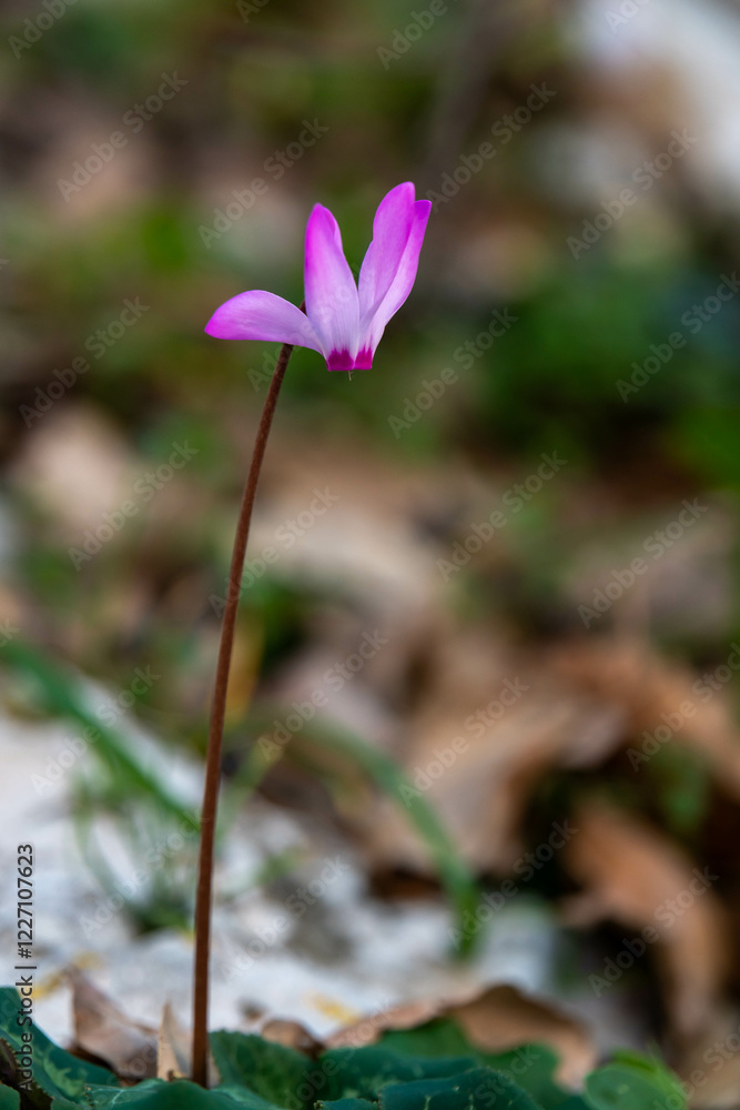 Close up of pink Cyclamen flower growing wild on a wooded slope in Kiryat Tivon Israel. It is the symbol of the town.
Close up of pink Cyclamen flower growing wild on a wooded slope in Kiryat Tivon Israel. It is the symbol of the town.