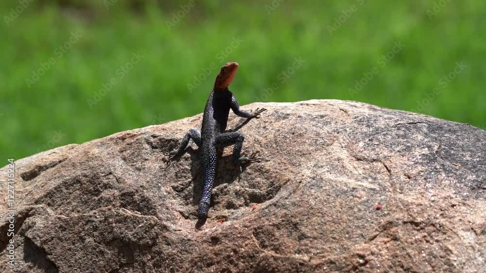 Lizard Basking on a Rock in the Sun Lizard Basking on a Rock in the Sun