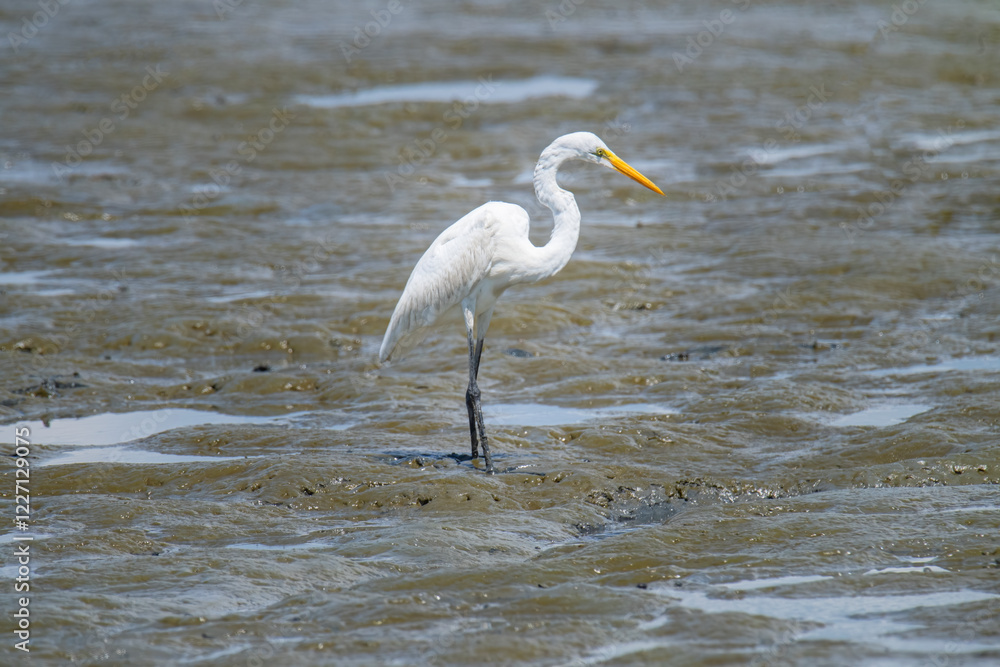 Great Egret Stands in a Salt Marsh at Low Tide Great Egret Stands in a Salt Marsh at Low Tide