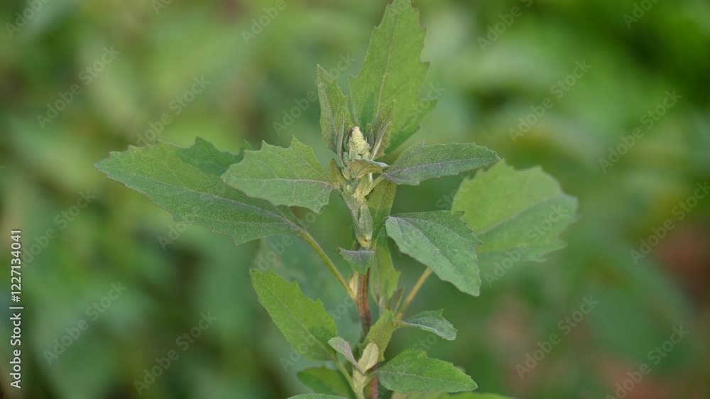 Chenopodium album plants. It  is a fast growing weedy annual plant in the genus Chenopodium. It's other names  lamb's quarters, melde, goosefoot, wild spinach and fat-hen. It is a popular greens.

