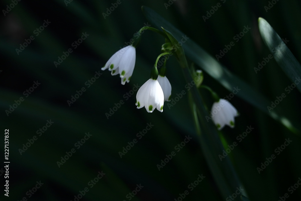 釣鐘状の白い花が下向きに咲く