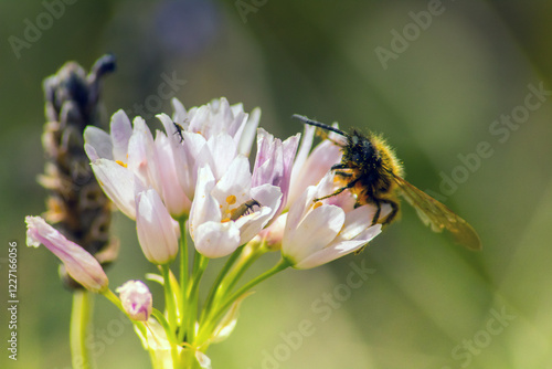 Bombus lapidarius: Insects on a Flower photo