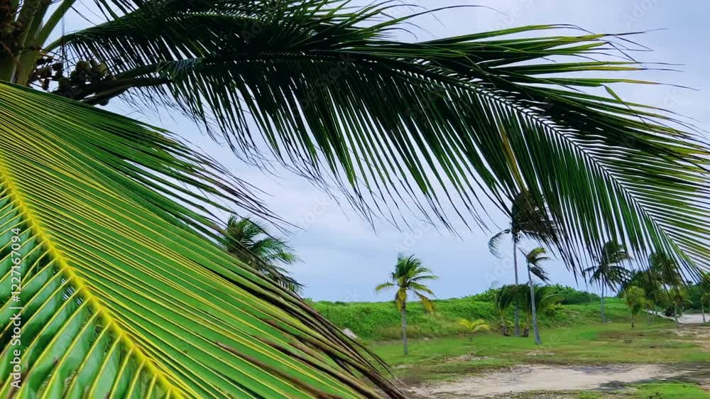 A sprawling coconut palm on the ocean shore. A green palm tree in cloudy weather and strong winds. A view of palm trees against the sky with branches swaying in the wind. Cube. 4K A sprawling coconut palm on the ocean shore. A green palm tree in cloudy weather and strong winds. A view of palm trees against the sky with branches swaying in the wind. Cube. 4K