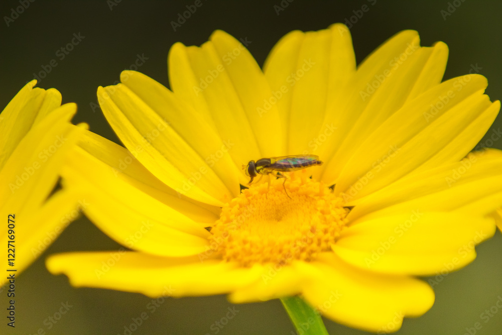 Housefly on Yellow Flower: Macro Photography Housefly on Yellow Flower: Macro Photography