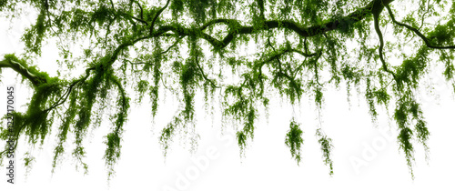 Lush green moss hangs delicately from tree branches, creating a natural curtain in a serene forest environment.