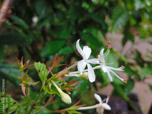 keji beling flower or Strobilanthes crispus, white with raindrops photo