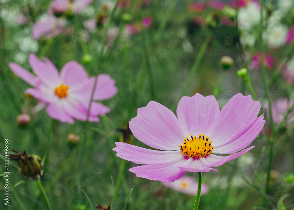 こすもすの花22 こすもすの花22