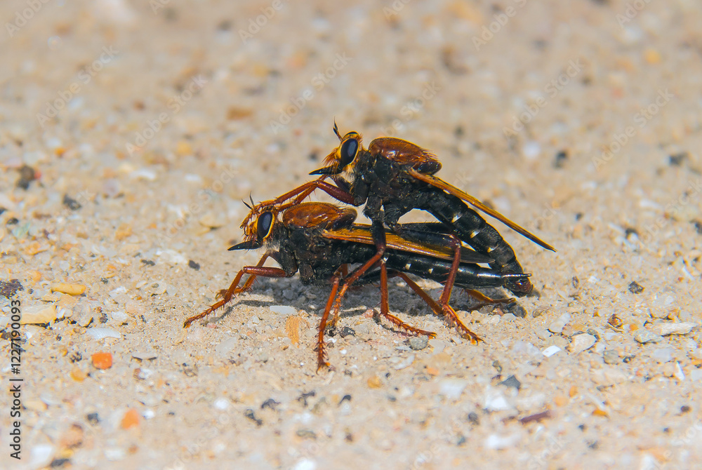 Intimate Encounter: Mating Asilus Insects in Nature Intimate Encounter: Mating Asilus Insects in Nature