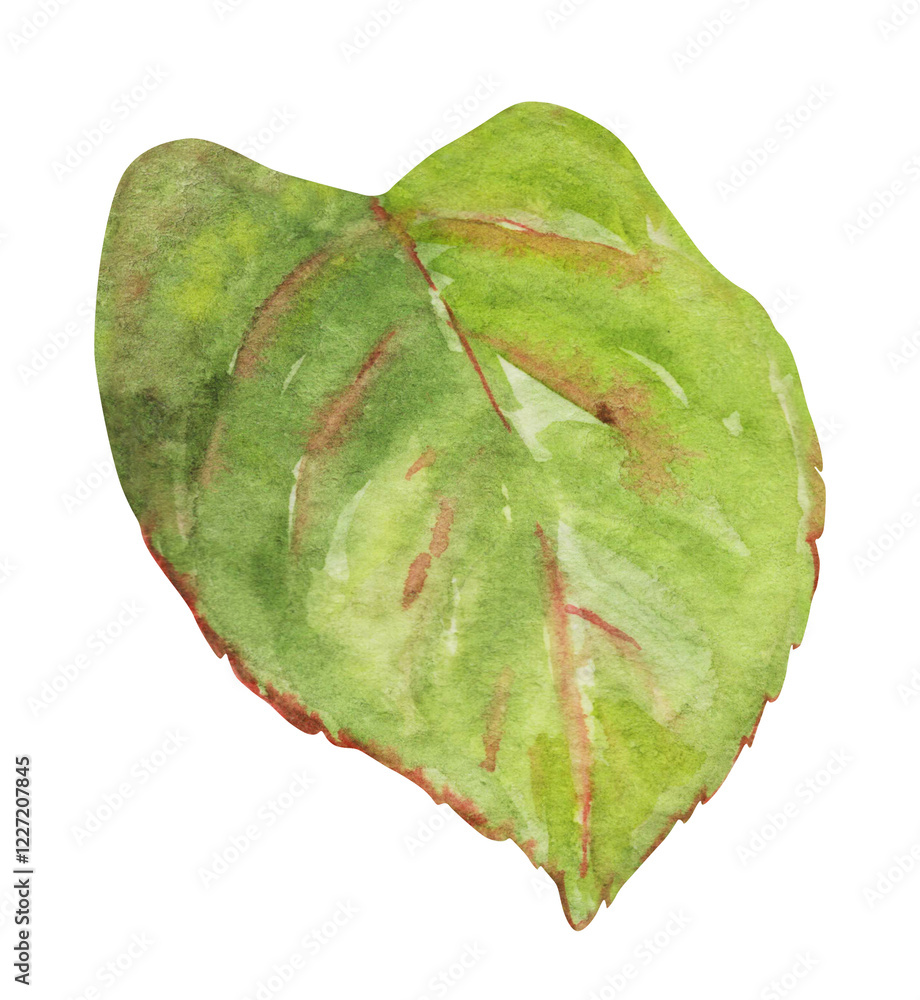 Naklejka premium Green rose leaf hand painted with watercolor. Hand drawn illustration of rose leaf. Decor for weddings, birthdays, children's parties, seasonal celebrations.