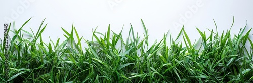 wild grass blades on a transparent background, overlaid with a grass leaves texture