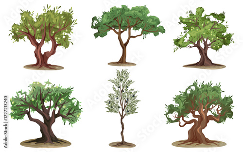Set of olive tree types vector illustration. Variety of flora with distinctive crown and branch shapes, foliage. Outdoor mediterranean vegetarian fruit plant. Agriculture orchard, botany. Nature.