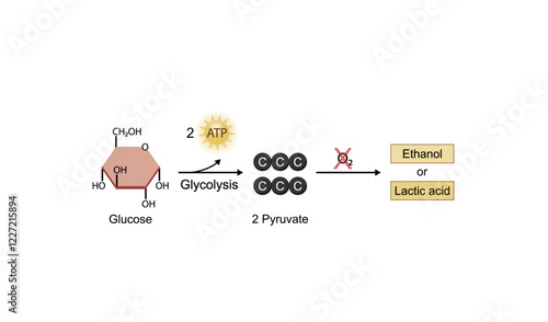 Anaerobic cellular Respiration. Fermentation. Glycolysis. Mitochondria, energy production. Scientific Vector Illustration.