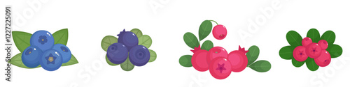 Cranberry, lingonferry, bilberry and blueberry isolated on a white background. Set of the heather family berries. Vector illustration, colored icon, design element. Collection in flat style. 	