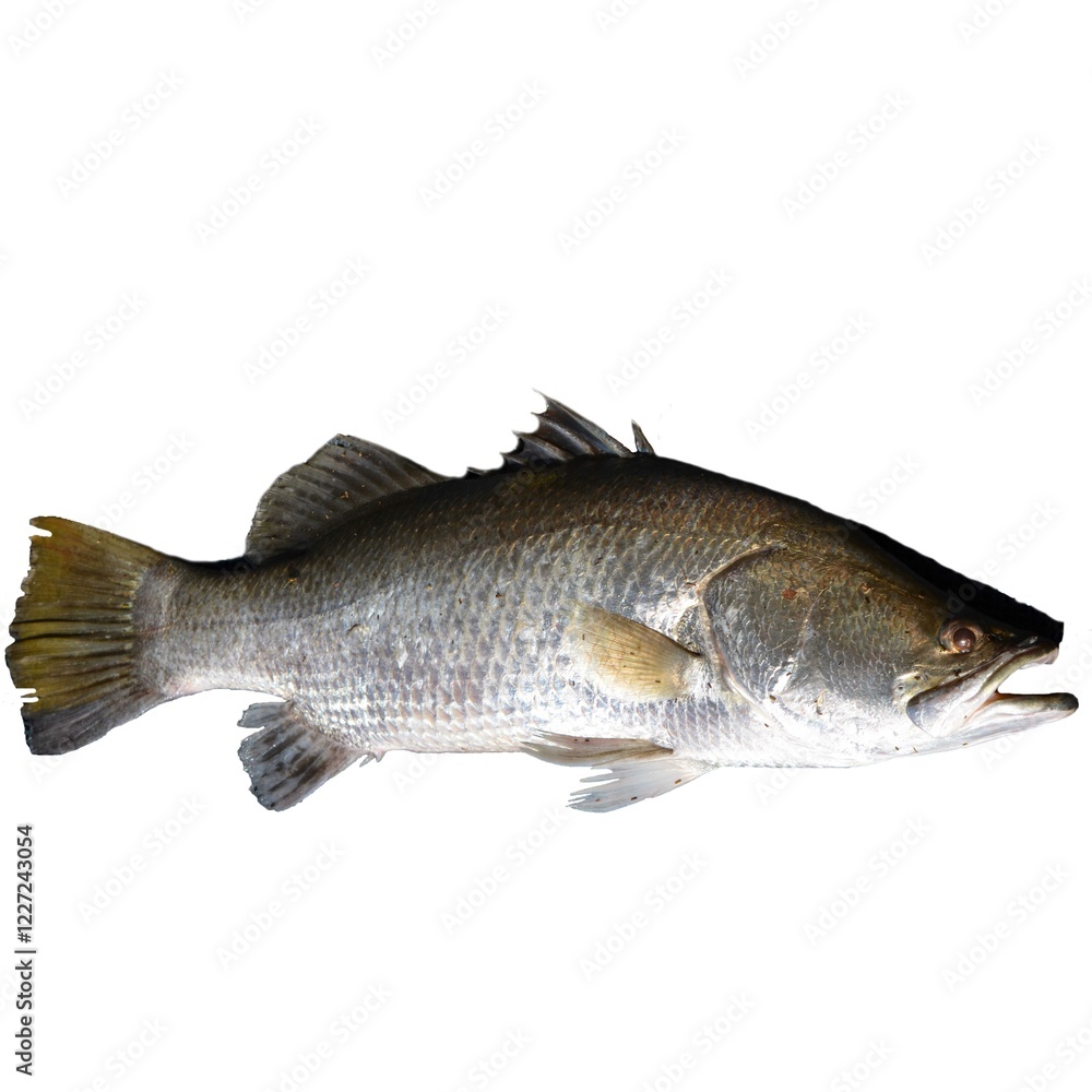 Pictures of various fish with the background removed. Pictures of various fish with the background removed.