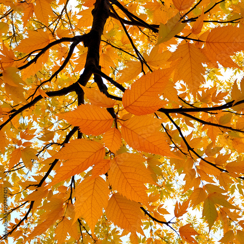 A view of ochres leaves on a tree, from below. photo