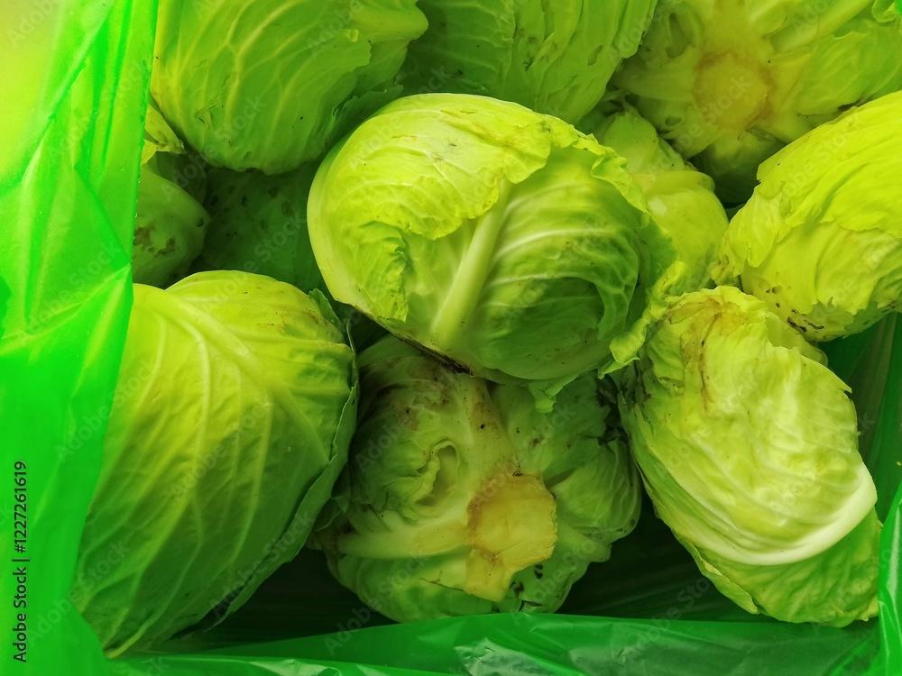 Fototapeta premium green cabbage in the garden,cabbage