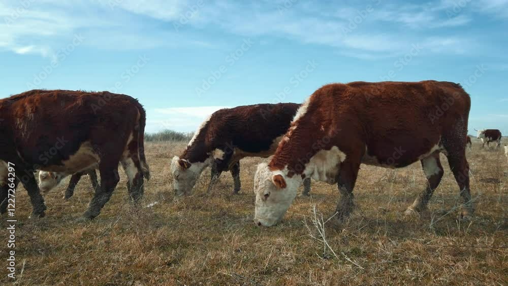 Peaceful cows grazing in a serene meadow, surrounded by golden grass under a vast blue sky, embodying the calm beauty of rural landscapes Peaceful cows grazing in a serene meadow, surrounded by golden grass under a vast blue sky, embodying the calm beauty of rural landscapes
