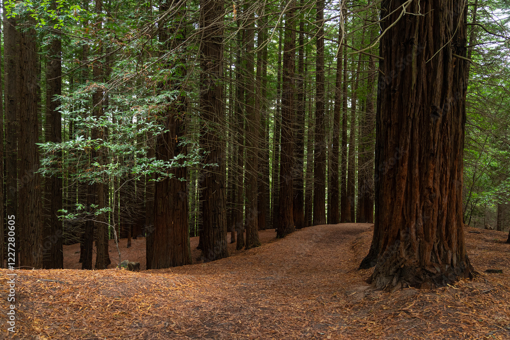 Obraz premium Sequoia forest of Monte Cabezon in Cabezon de la Sal, Cantabria, Spain.