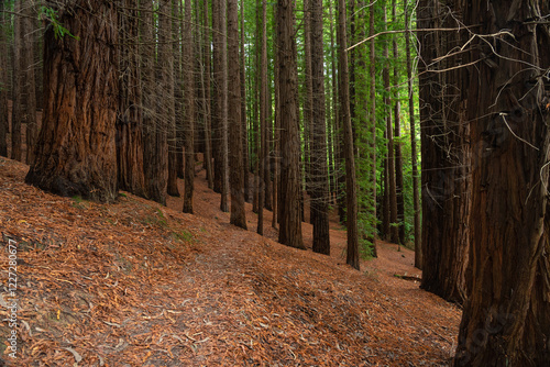 Sequoia forest of Monte Cabezon in Cabezon de la Sal, Cantabria, Spain. photo