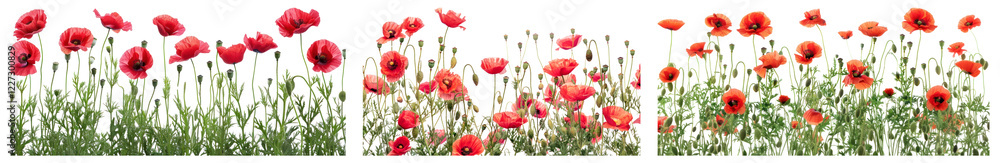 Obraz premium PNG Vibrant poppies in lush field, isolated element set, transparent background