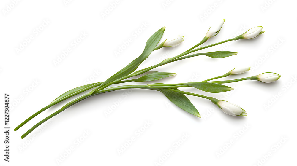 Spring Snowdrops Displaying Their Pure White Petals Against Clean Canvas Spring Snowdrops Displaying Their Pure White Petals Against Clean Canvas