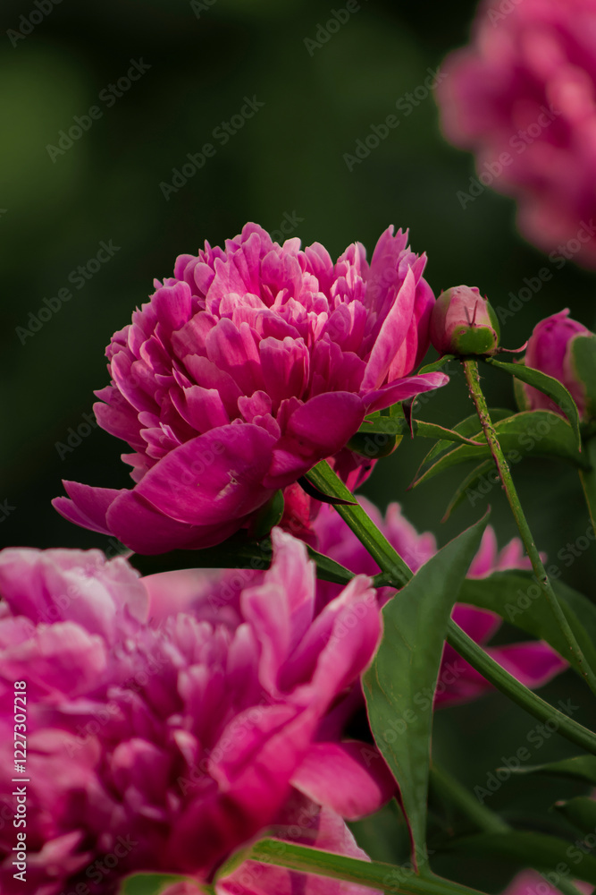 A stunning close-up of a pink peony flower in full bloom, showcasing its soft petals and intricate details. A perfect symbol of elegance and natural beauty. A stunning close-up of a pink peony flower in full bloom, showcasing its soft petals and intricate details. A perfect symbol of elegance and natural beauty.