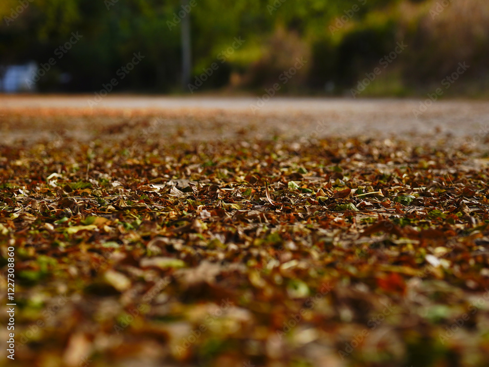 Autumn leaves on the ground in the park, shallow depth of field Autumn leaves on the ground in the park, shallow depth of field