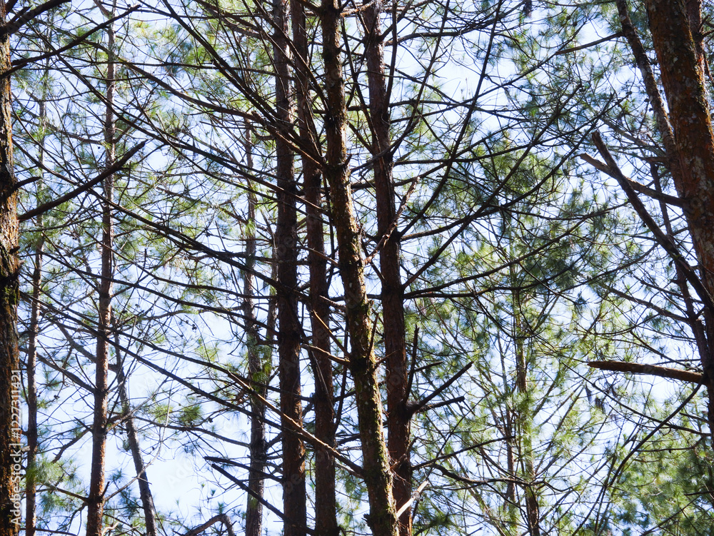 Pine trees in a pine forest on a background of blue sky Pine trees in a pine forest on a background of blue sky