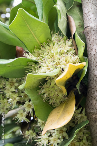 Beautiful Formosan Nato Tree (Palaquium formosanum) flowers. photo