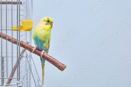 Budgie on a perch near a cage with a place for a text or product. Copy space