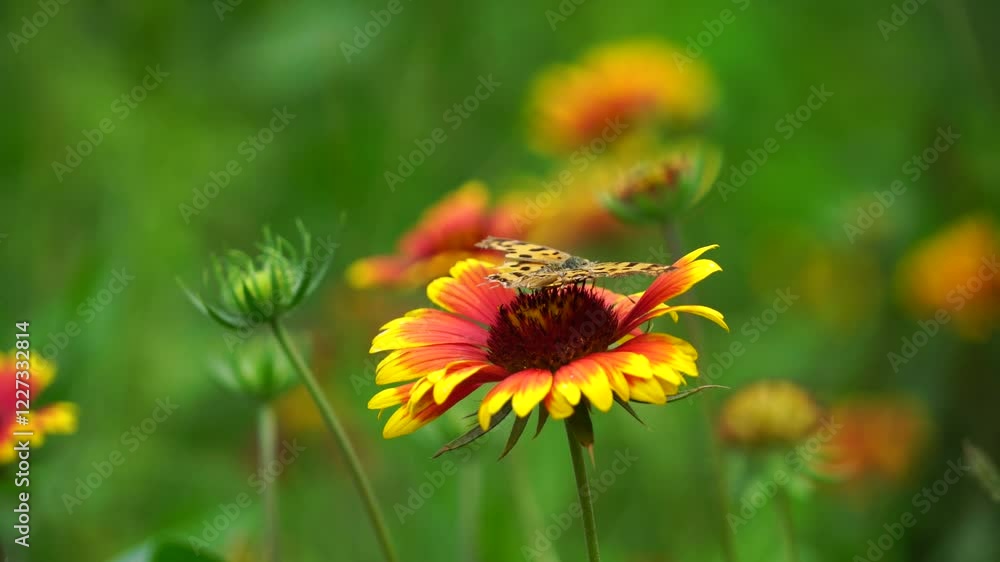 bee on a flower, bee collecting honey. bee on a flower, bee collecting honey.