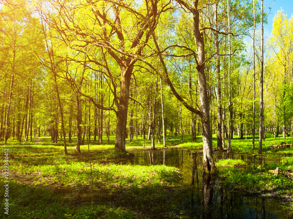 Fototapeta premium Spring forest landscape - bright green spring forest trees and flooded forest glade under soft sunlight