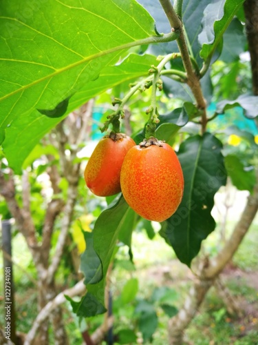 Peanut Butter Fruit – Exotic Tropical Superfood photo