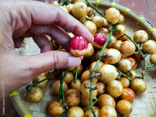 Baccaurea racemosa hold in hand. photo